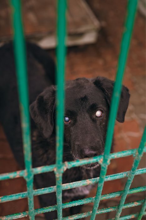 Poszukujemy domów tymczasowych!