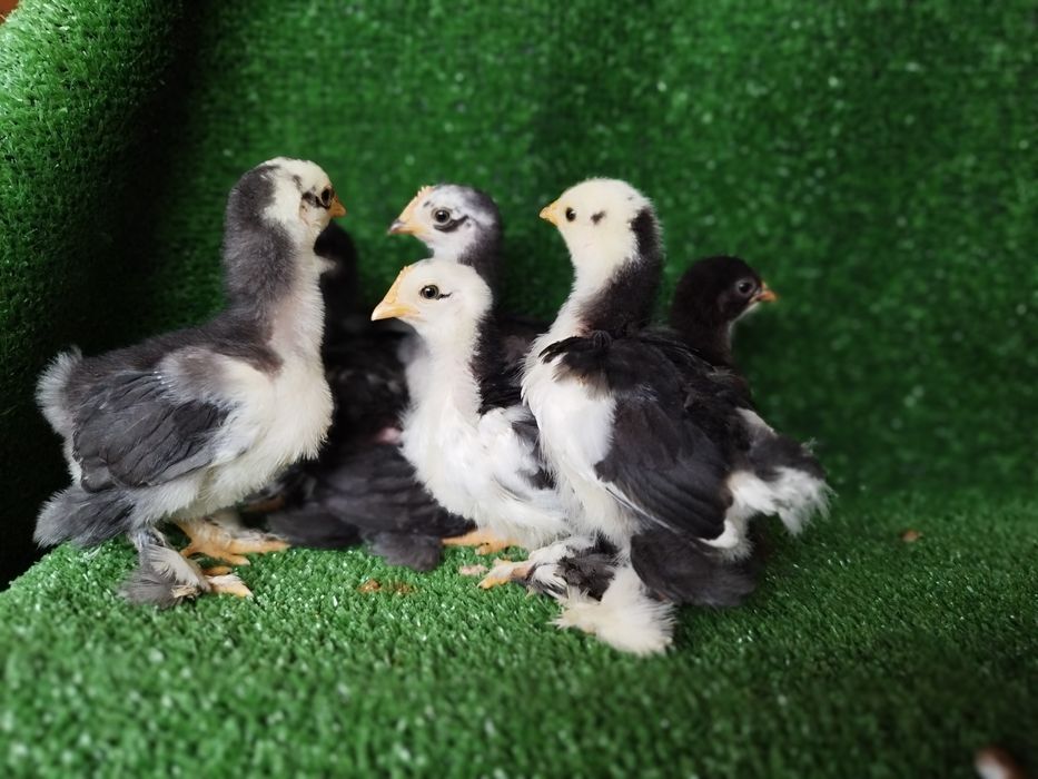Pekins.., lavanda, black mottled e black