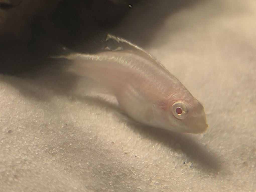 Barwniaki albino