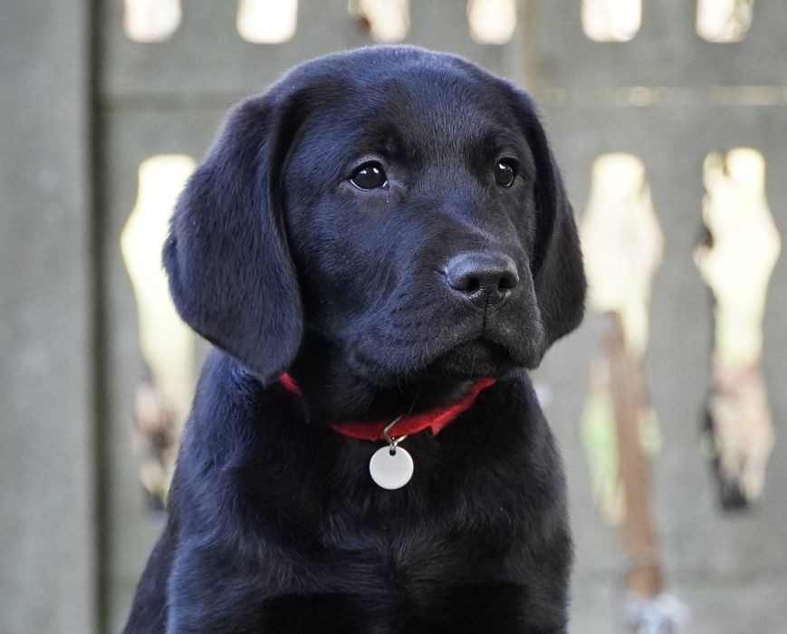 Labrador retriever-   czarny  piesek   ZKwP/FCI - gotowy do odbior