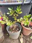 Carissa Macrocarpa - Ameixa de Natal