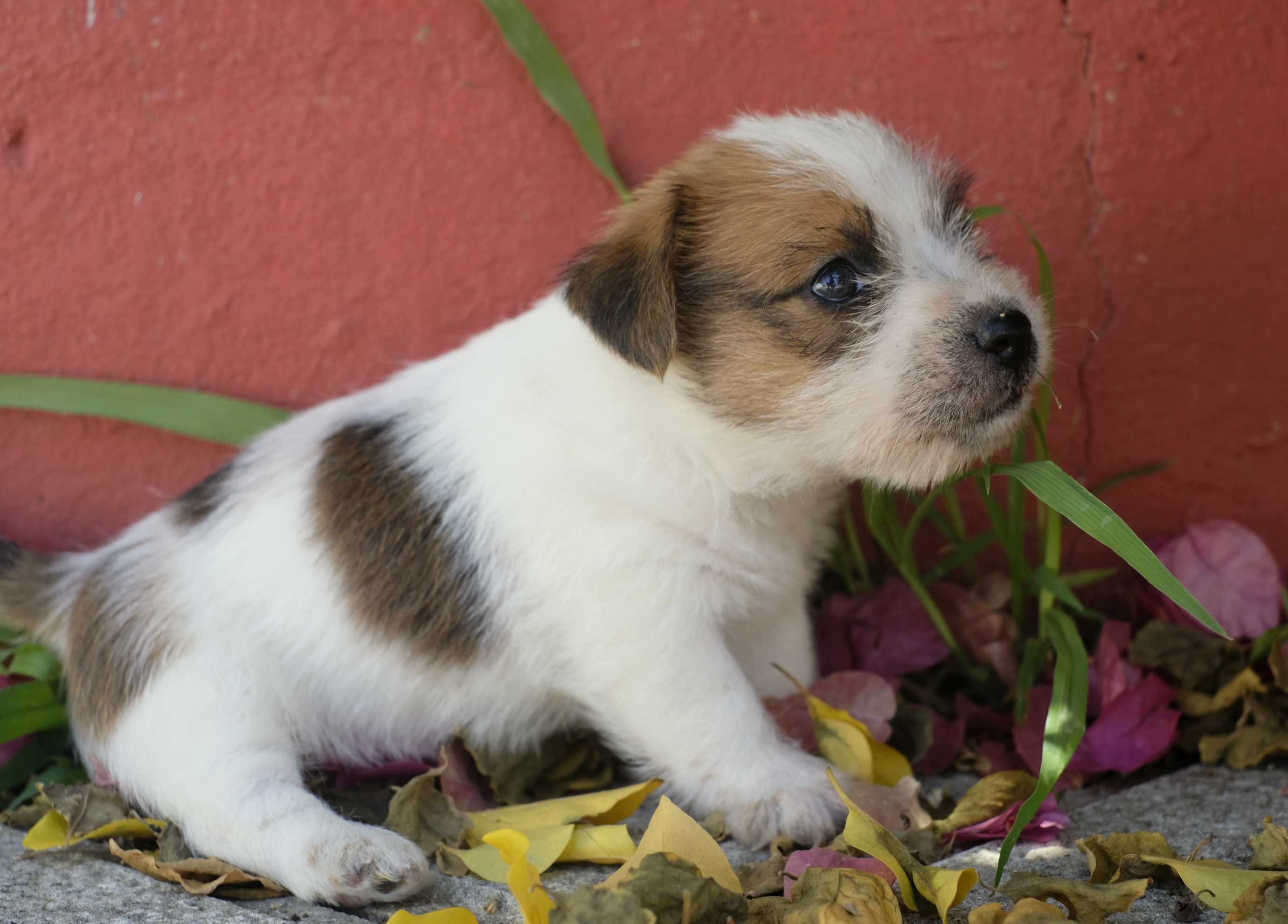 Jack Russell Terrier pelo cerdoso com LOP