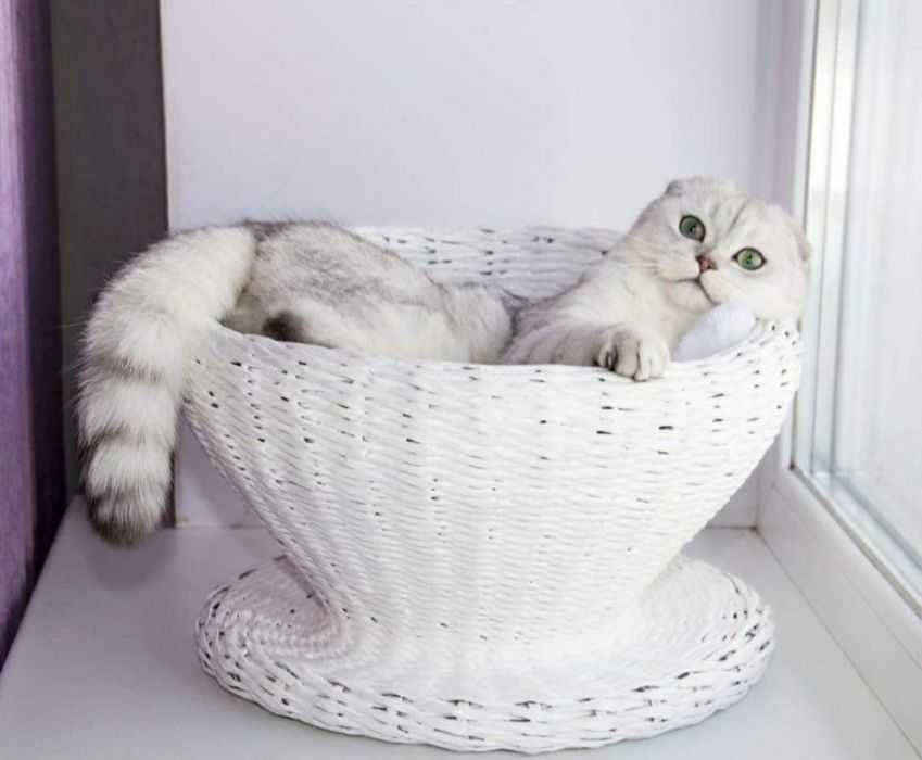 Пропонуєм чистокровних котиків породи Skottish fold .