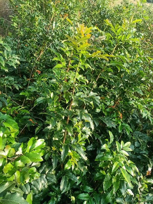 Gałązki mahonii pospolitej np do wiązanek