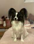 Reproduktor Papillon