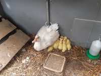 Kaczki kaczuszki z matką