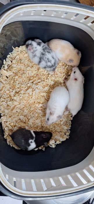 Chomiki syryjskie samce młode chomiki syryjski