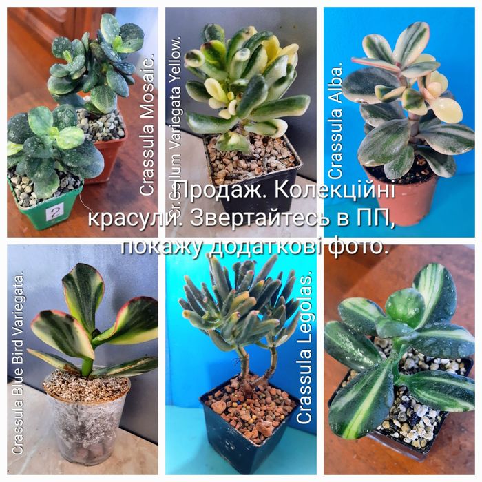 Редкие, коллекционные сорта крассул.