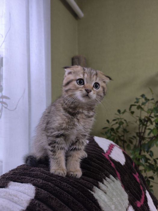 Кошеня Шотландське