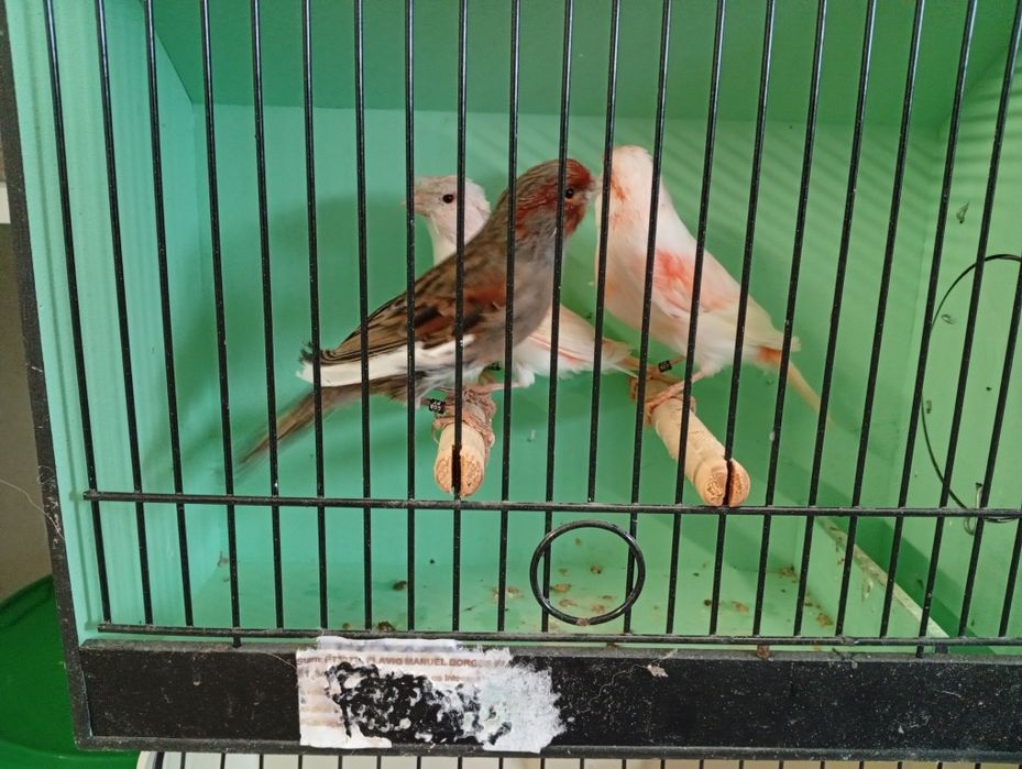 Canarios machos e fêmeas 2025