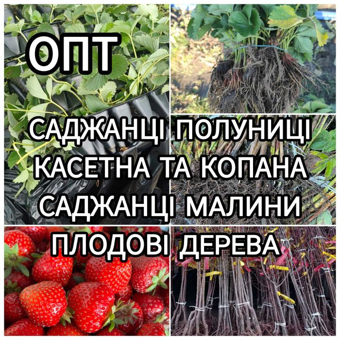 Саджанці Полуниці Розсада Малини Плодові дерева Саженцы Клубники