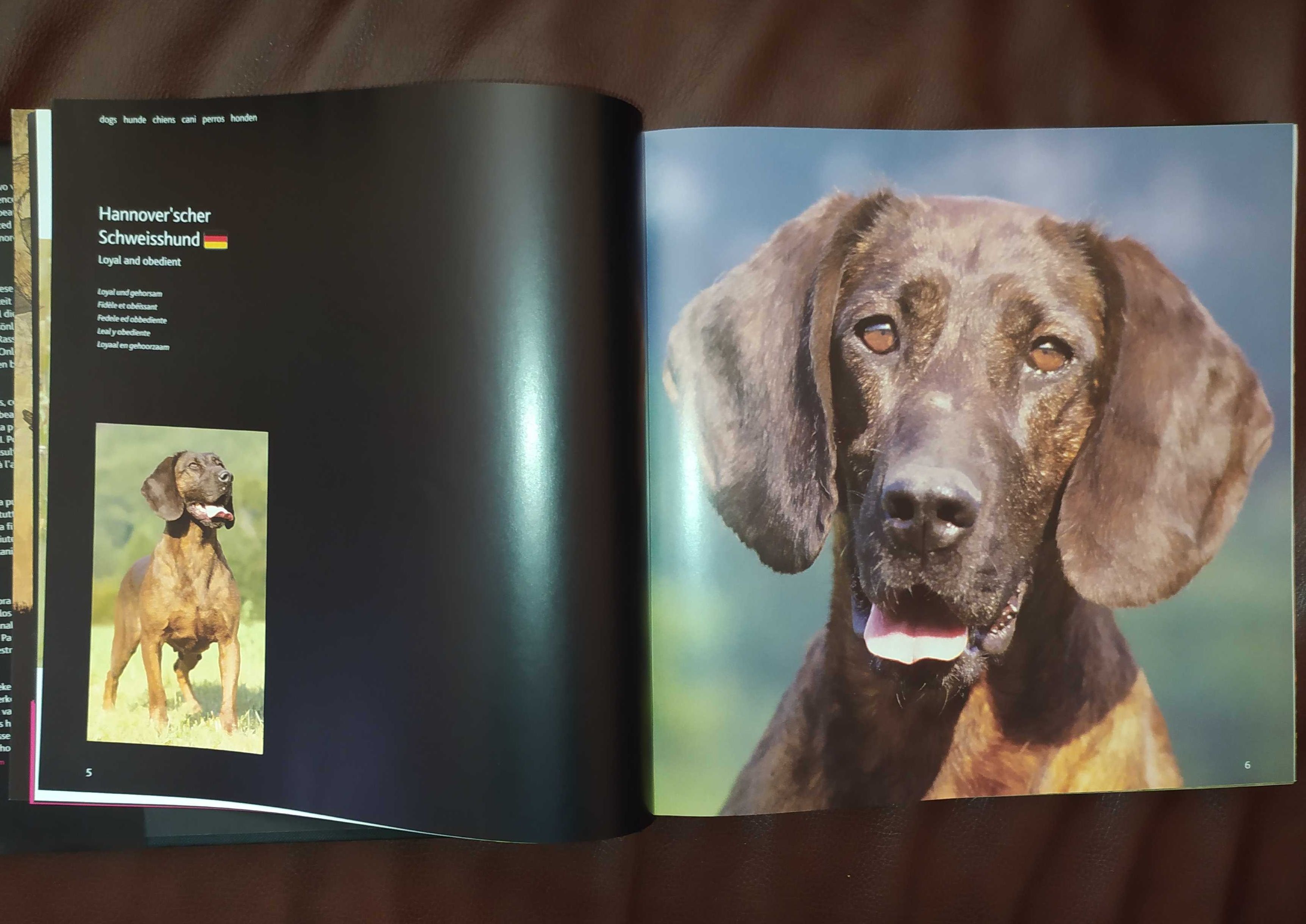 Книги.книга-альбом"Собаки"на немец.языке.Атлас пород собак.Коллекцион.