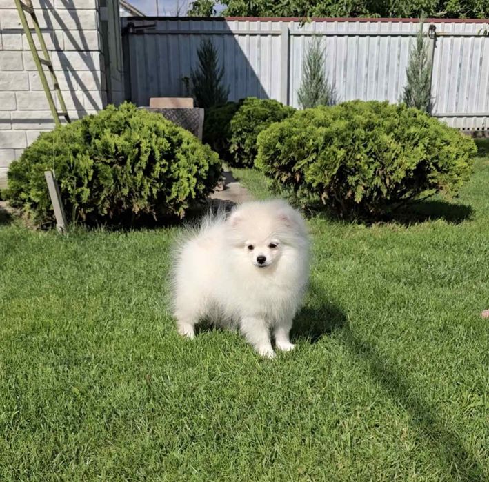 Дивовижні красунчики,хлопчики. Ціни різні.