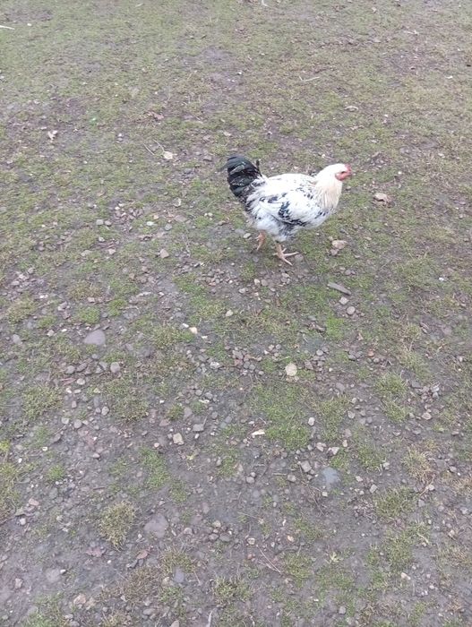 Продам молоді півники