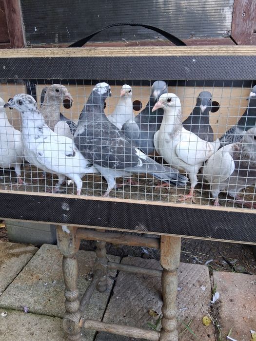 Gołębie  pocztowe młode