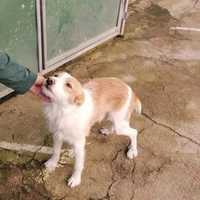 Cãozinho peludinho e fofo para adoção responsável