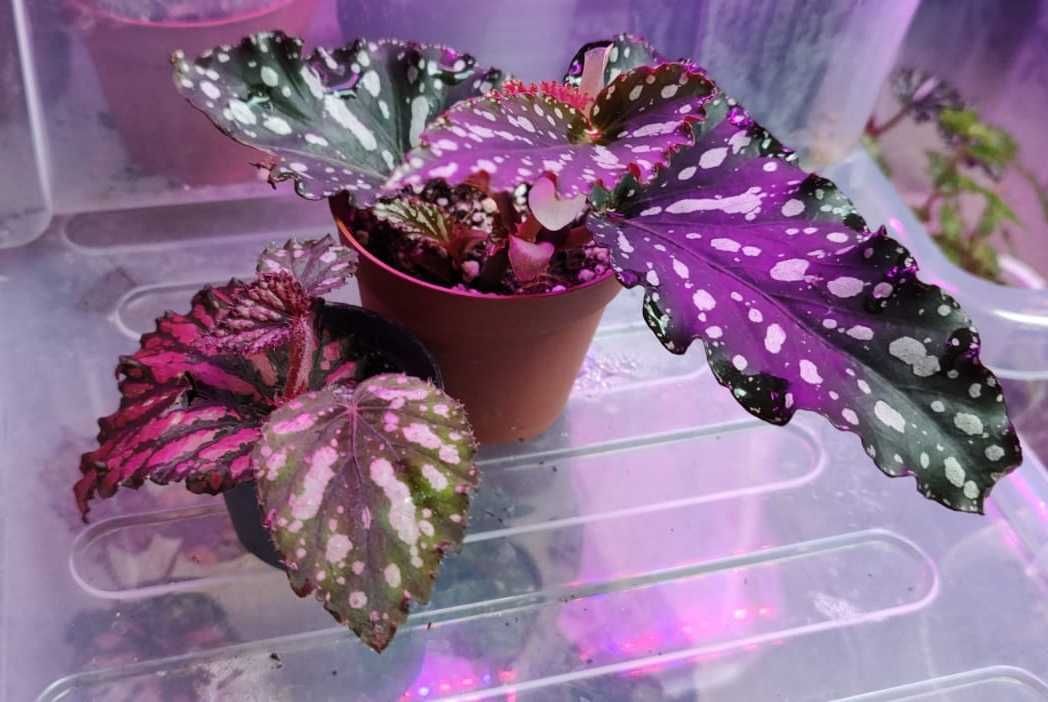 Begonia maculata czarna i Begonia królewska lub Begonia Shepherdii
