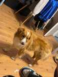 Oddam za darmo roczny piesek w typie border collie