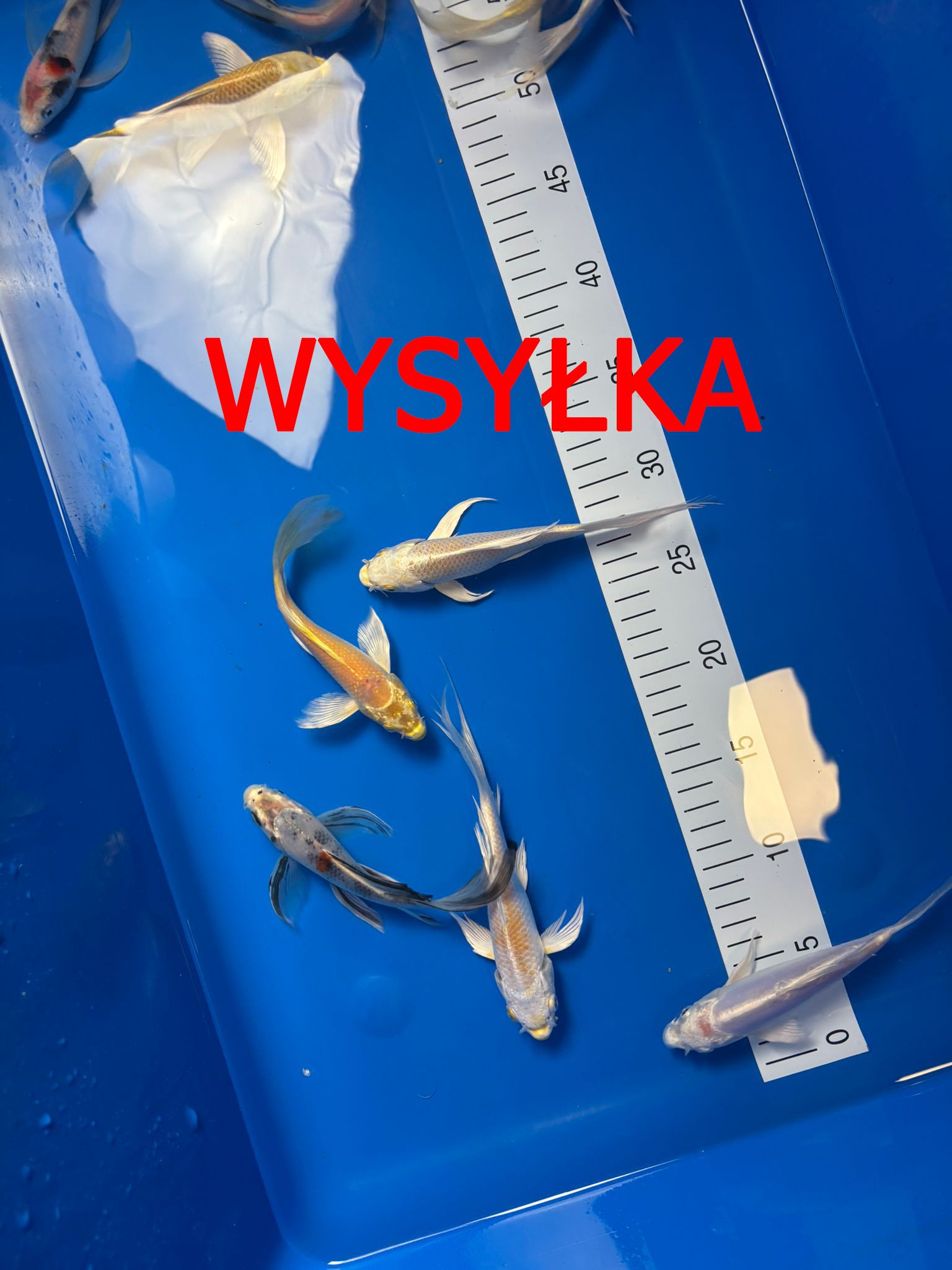 Karpie koi do oczka wodnego butterfly legalna szybka wysyłka