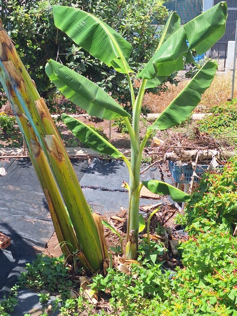Bananeira para plantar
