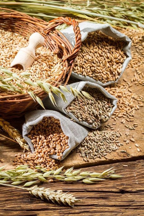 Пшениця Ячмінь Кукурудза