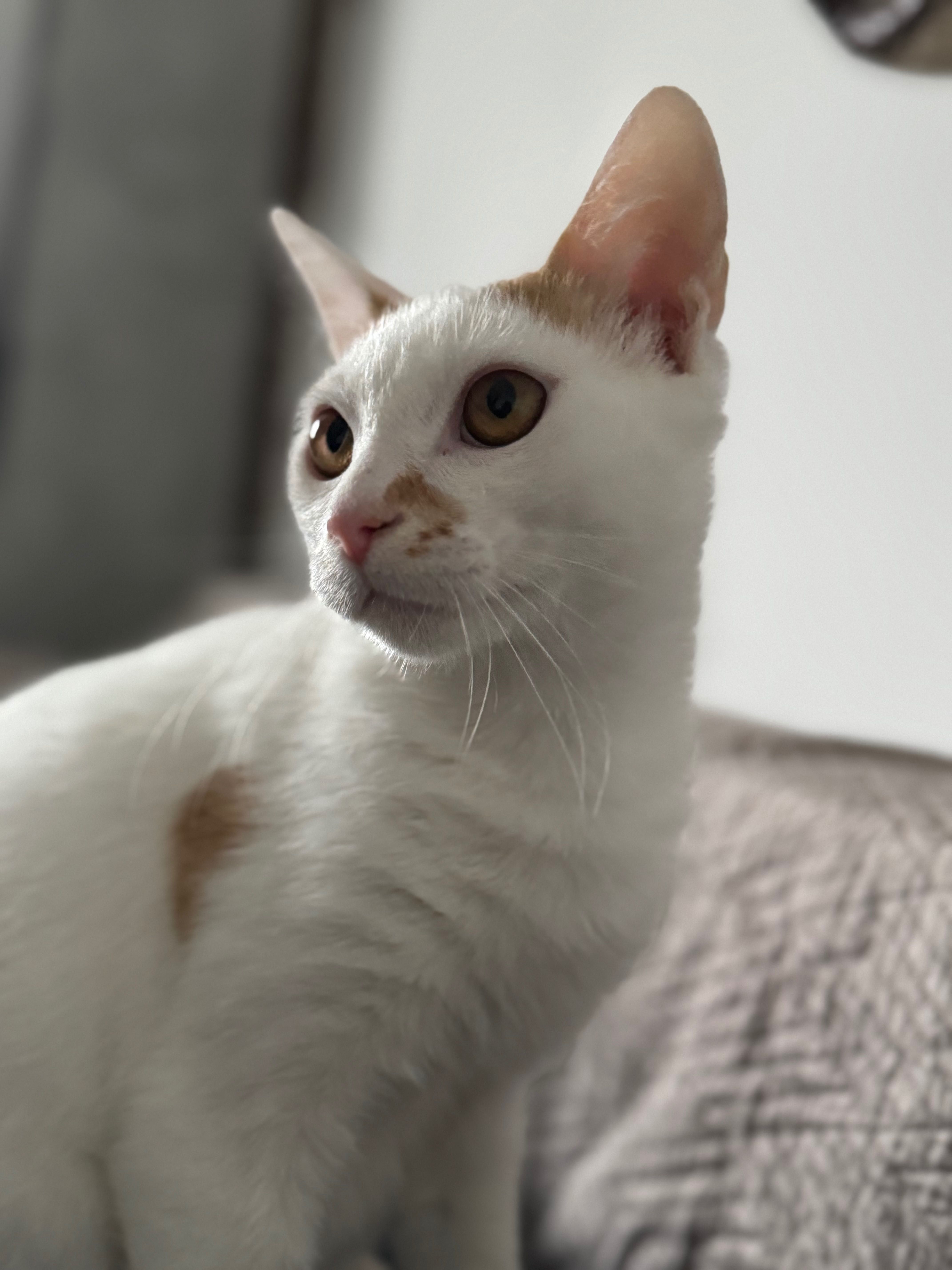 Piękny kotek do adopcji