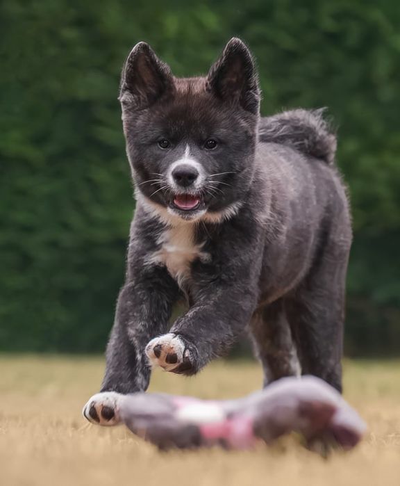 Akita - pręgowane szczenię na sprzedaż ZKWP / FCI