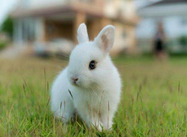 Декоративный карликовый торчеухий кролик мини до 1 кг