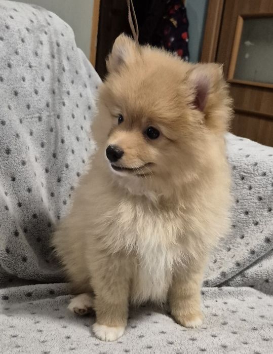Szpic Miniaturowy pomeranian gotowy do odbioru
