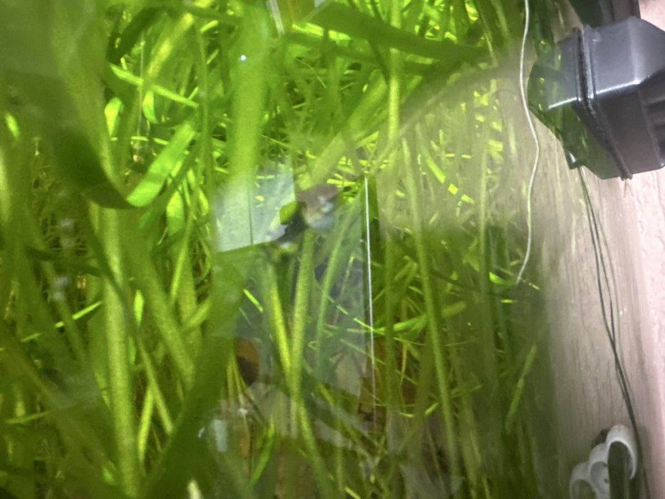 Akwarium  z wyposażeniem 250l