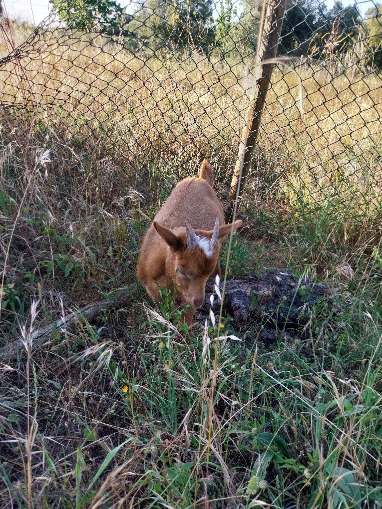 Cabrito anão com 4 meses