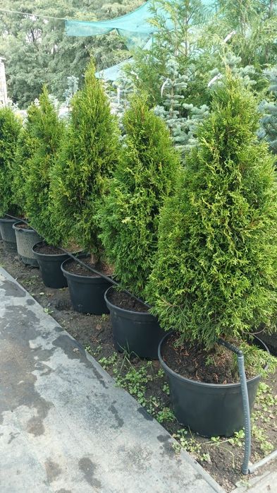 Туя смарагд, туя брабант, кедр