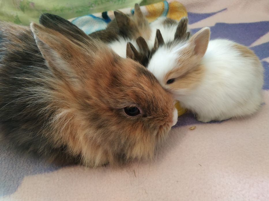 Карликові кролики