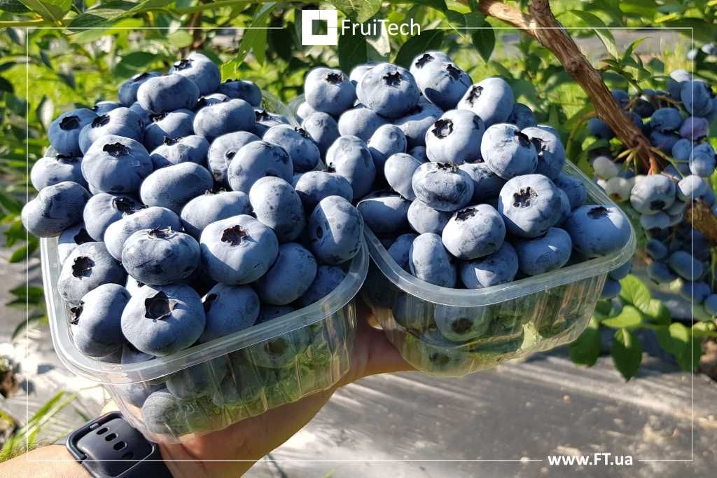 Саджанці ЯГІДНИХ КУЛЬТУР від професійного розсадника ФруТек