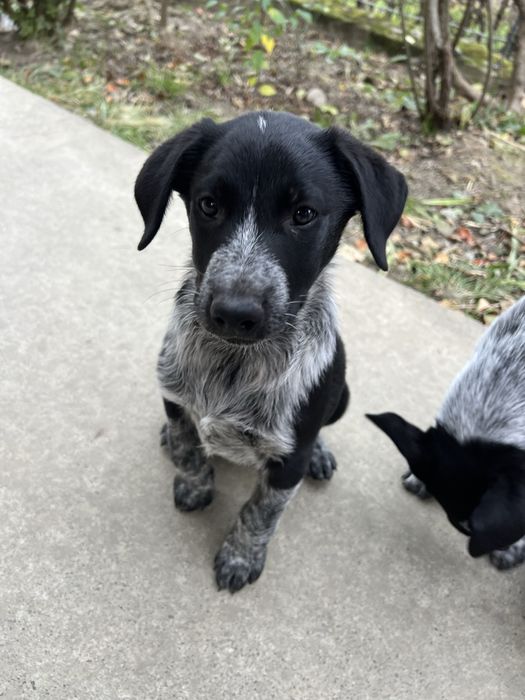 БЕЗКОШТОВНО цуценята мікс курцхаара та лайки