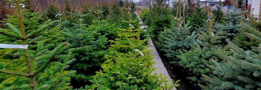 Świerk srebrny pospolity jodła kaukaska choinki