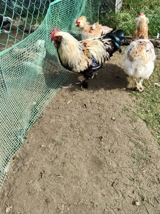 Wyandotte, Wyandotta, Wyandotty Koguty