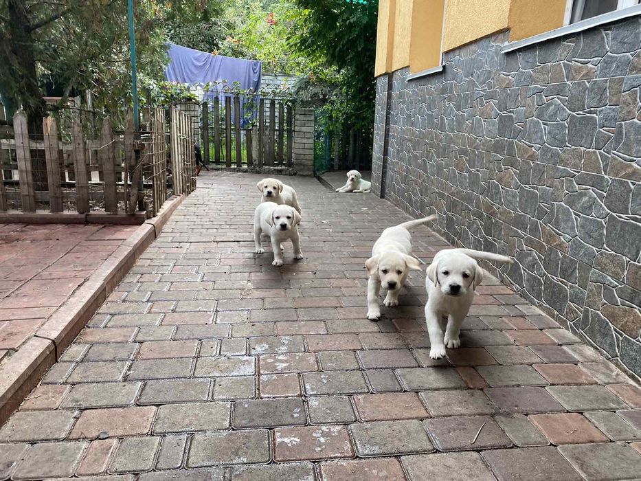 Вязка.Лабрадор 3 года с документами.