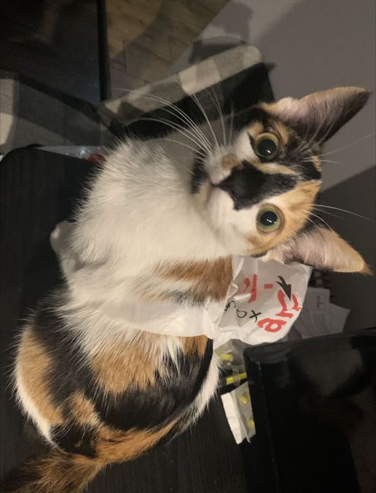 Віддам в хороші руки