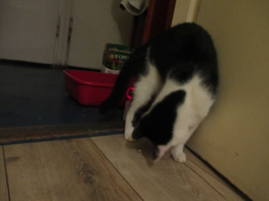 Truskawka potrzebuje domku na całe życie!!!