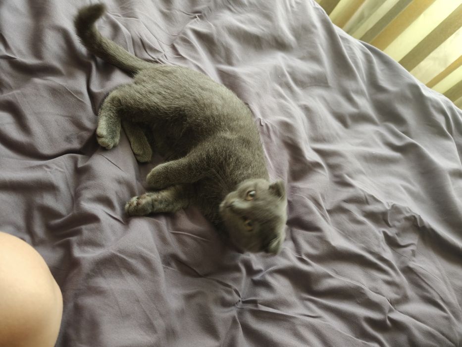 Вислоухие котята