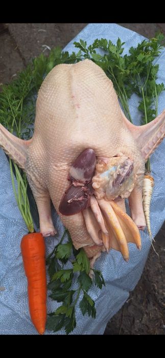 Gęsi białe oskubane