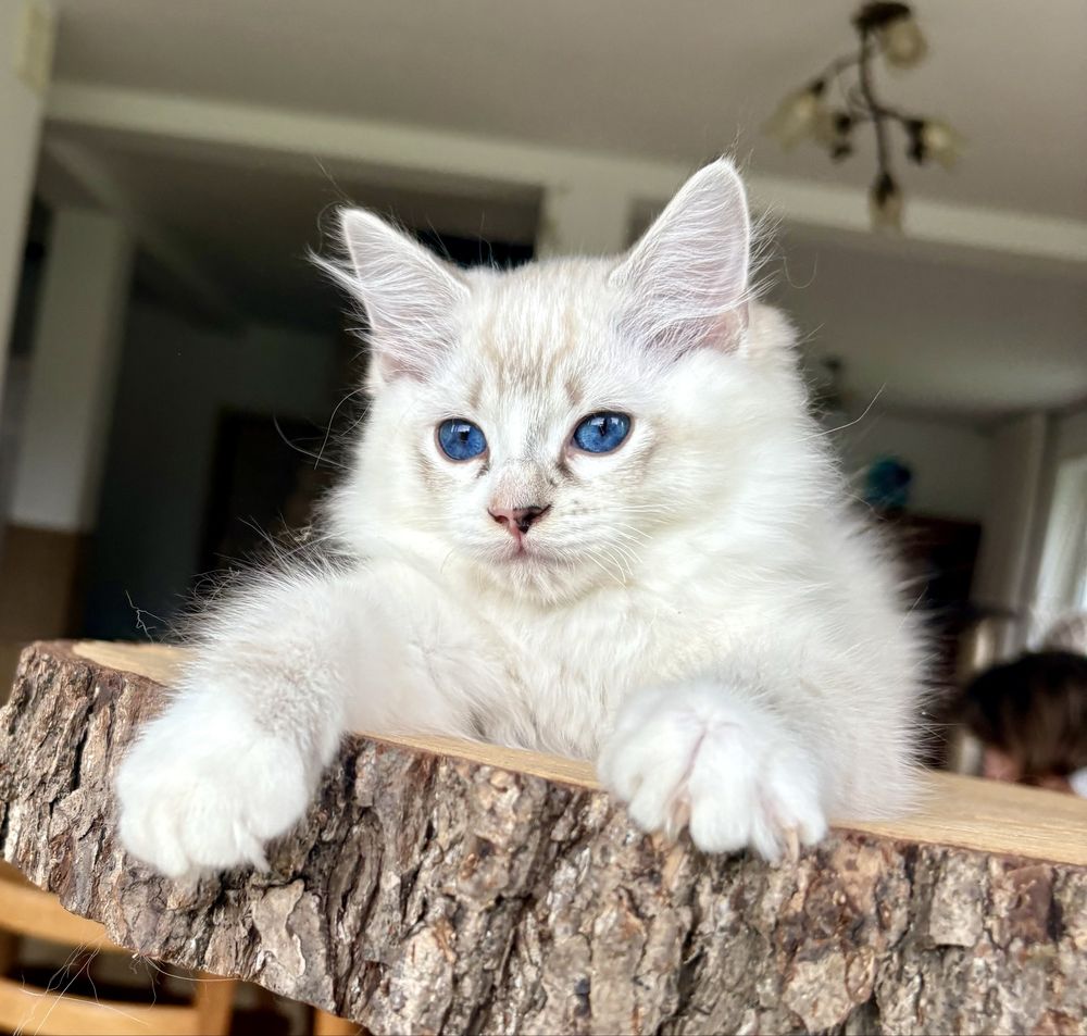 Ragdoll FPL kocurek seal mitted tabby