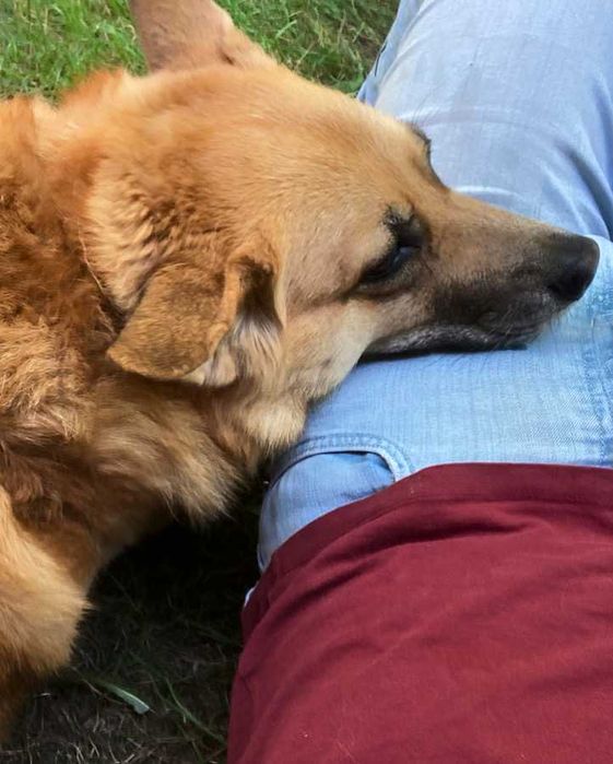 Behawiorysta,Warszawa | Konsultacje behawioralne|Szkolenie psów