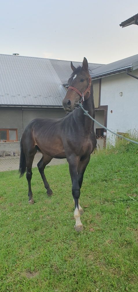 Sprzedam konia małopolskiego