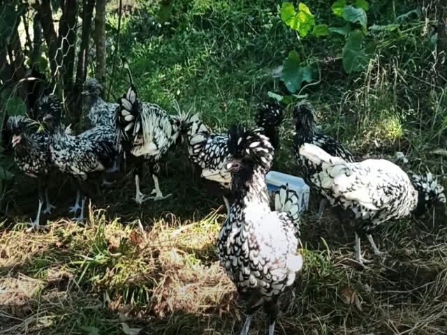 Інкубаційне яйце курей Падуан (срібло, біл. золото)