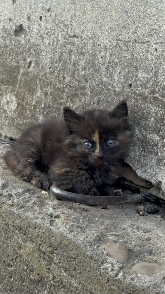 Котики в добрі руки