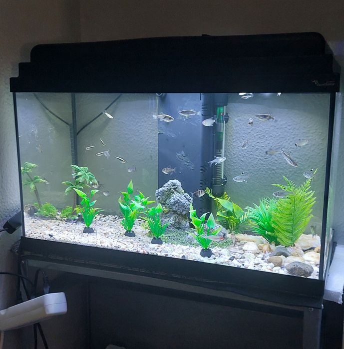 Aquário de 60L COMPLETO