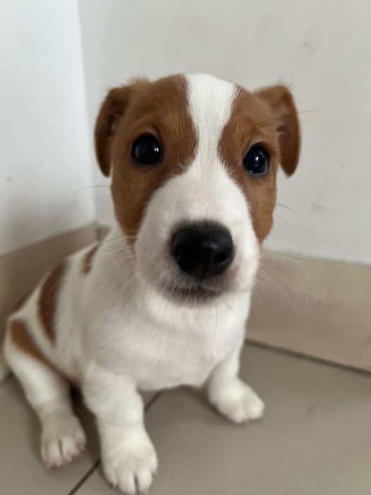 Цуценята джек расел терьєр готові до переїзду