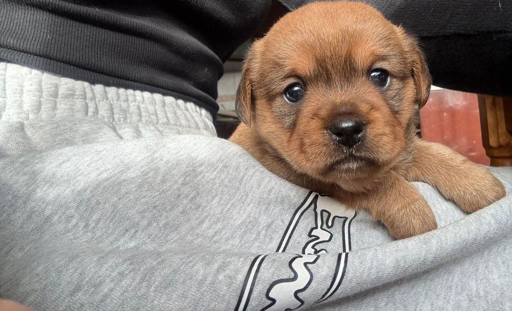 Oddam suczkę  w dobre ręce